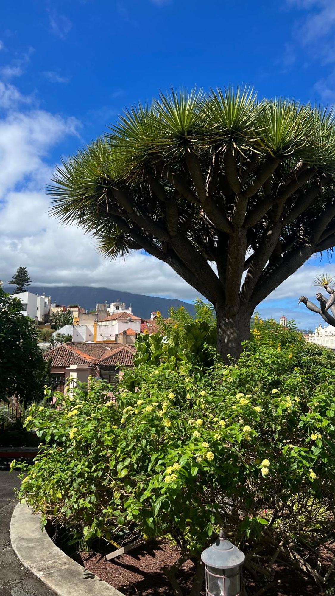 Tenerife Te Espera! Apartman Icod De Los Vinos Kültér fotó